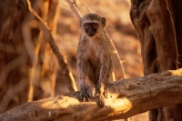 Kockodan cervenozeleny - Chlorocebus pygerythrus cynosuros - Vervet Monkey o1748
